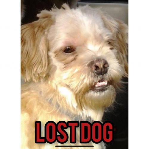 Lost Male Dog last seen Near Runyon ct Manassas park , Manassas Park, VA 20111