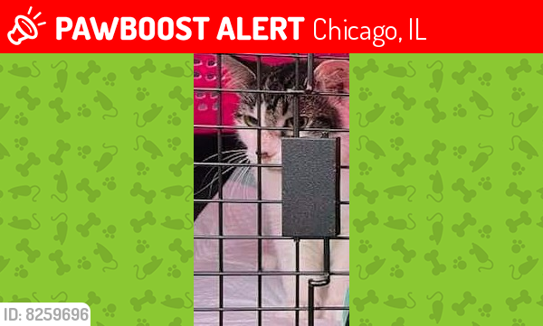 Lost Male Cat last seen Strong and Leclaire , Chicago, IL 60630