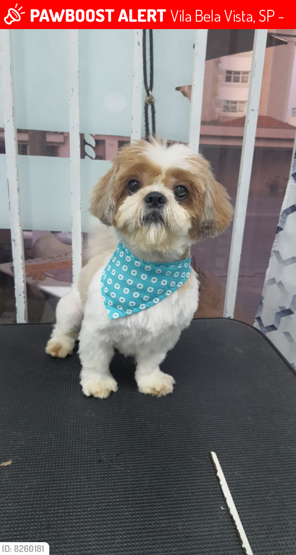 Lost Male Dog last seen Rus carijos  , Vila Bela Vista, SP 09181-130