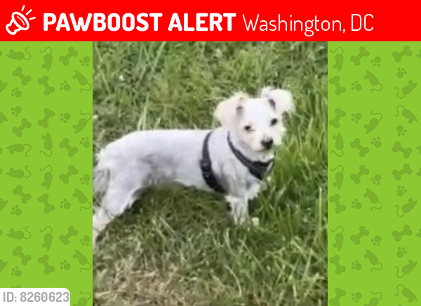 Lost Male Dog last seen McDonalds, Washington, DC 20019