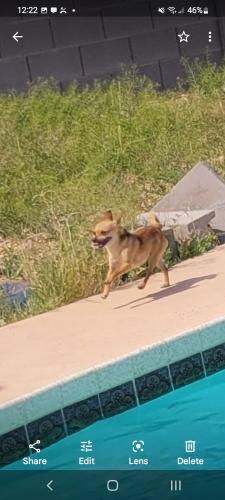 Lost Male Dog last seen 31st Ave and butler drive , Phoenix, AZ 85051