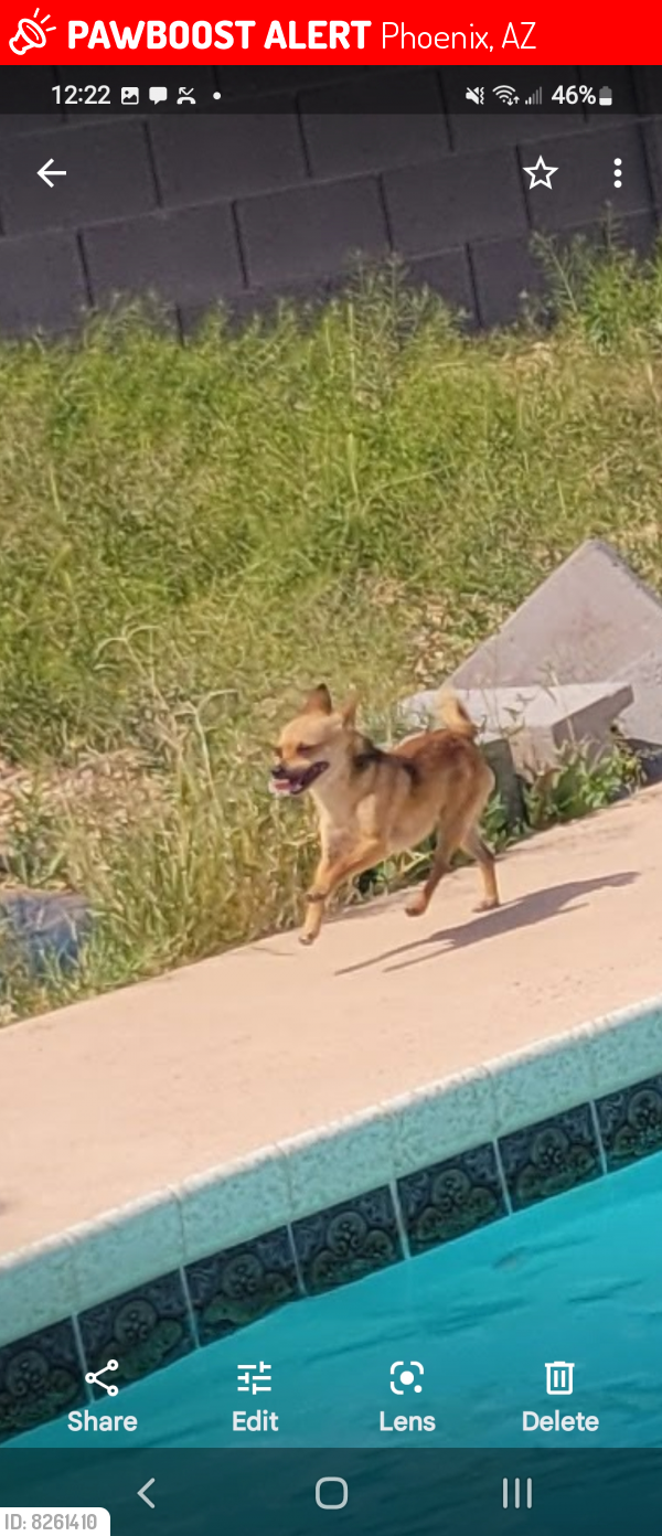Lost Male Dog last seen 31st Ave and butler drive , Phoenix, AZ 85051