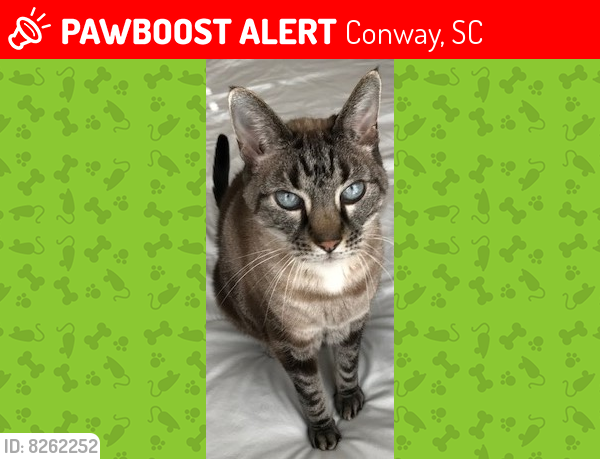 Lost Male Cat last seen Near Ivy Glen Dr, Conway, SC, Conway, SC 29526