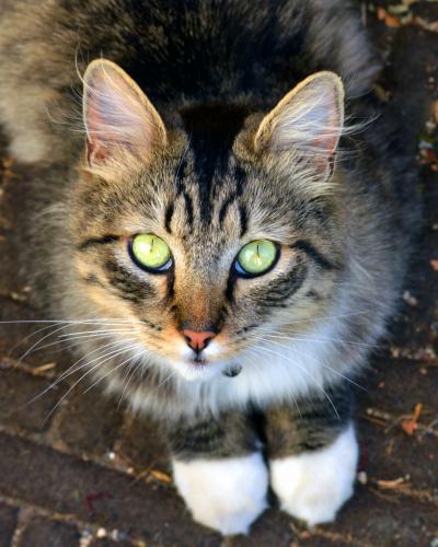 Lost Female Cat last seen Normandie / Romaine, Los Angeles, CA 90029