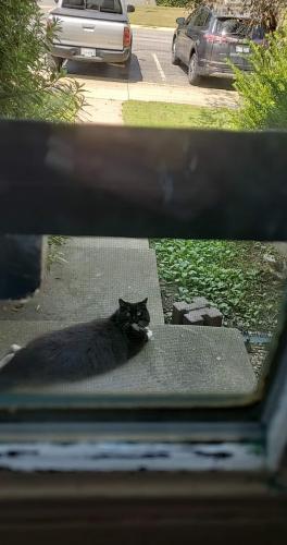 Found/Stray Unknown Cat last seen Hercules Lane and Savannah Drive, Woodbridge, VA 22193