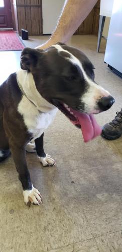 Found/Stray Female Dog last seen Maryland Ave and Manning Rd , Accokeek, MD 20607