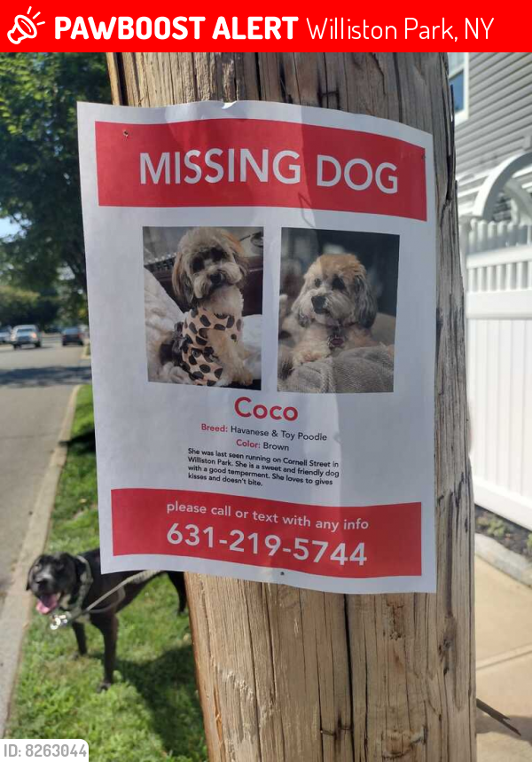 Lost Female Dog last seen Willis Ave. and Winthrop Street in Williston Park, NY, Williston Park, NY 11596