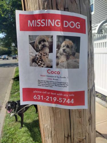 Lost Female Dog last seen Willis Ave. and Winthrop Street in Williston Park, NY, Williston Park, NY 11596