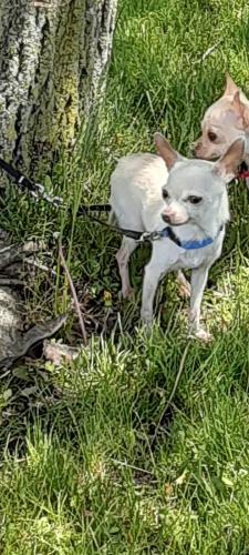 Lost Male Dog last seen Near cherry st, Norristown, PA 19401