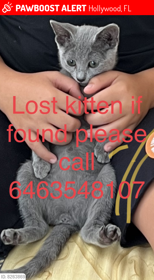 Lost Female Cat last seen Harbor islands , Hollywood, FL 33019