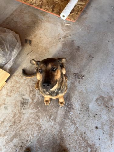 Found/Stray Female Dog last seen NM 217 & Garcia Loop, Edgewood, NM 87015