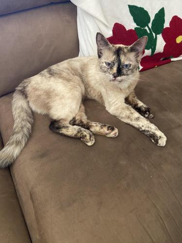 Lost Female Cat last seen Layton, near Academy Hills park, Albuquerque, NM 87111