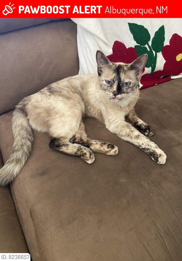 Lost Female Cat last seen Layton, near Academy Hills park, Albuquerque, NM 87111