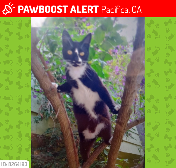 Lost Male Cat last seen Oddstad Park at 1050 Crespi Dr. In Pacifica, Ca., Pacifica, CA 94044