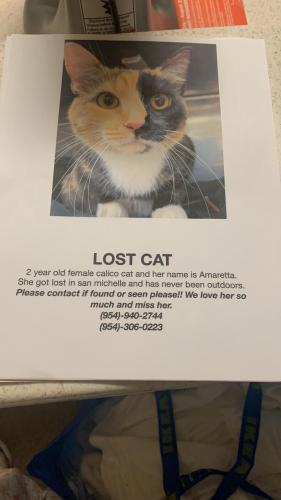 Lost Female Cat last seen In san michele at weston, Bonaventure Blvd entrance, Weston, FL 33326
