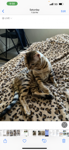 Lost Male Cat last seen 40th Ave NW, Calgary, AB T2M 3A6