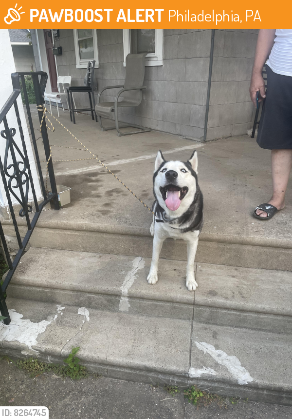 Shell Pa Dogs Philadelphia, PA Stray Female Dog Found Near Shelborne & Levick | PawBoost