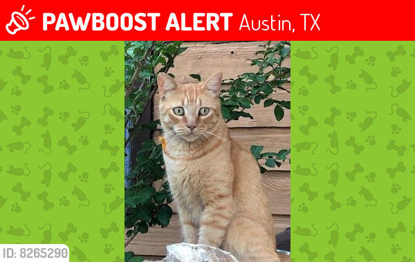 Lost Male Cat last seen Near , Austin, TX 78730