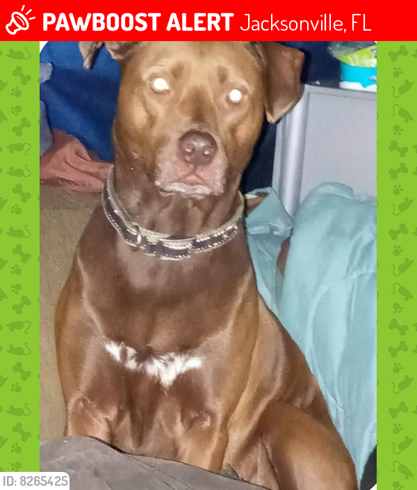 Lost Female Dog in Jacksonville, FL 32221 Named Brownie (ID 8265425