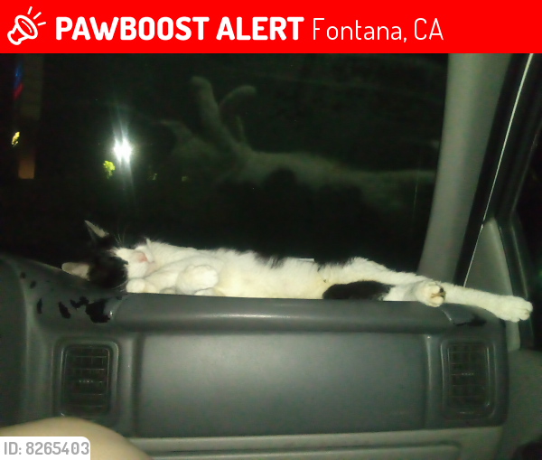 Lost Male Cat last seen Summit parking lot behind Aldi near Wendy's , Fontana, CA 92336