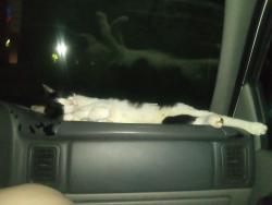 Lost Male Cat last seen Summit parking lot behind Aldi near Wendy's , Fontana, CA 92336
