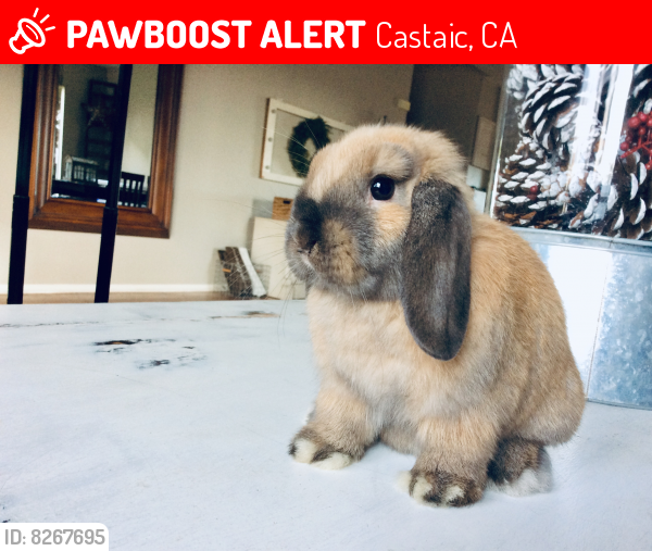 Lost Female Rabbit in Castaic, CA 91384 Named honey (ID 8267695