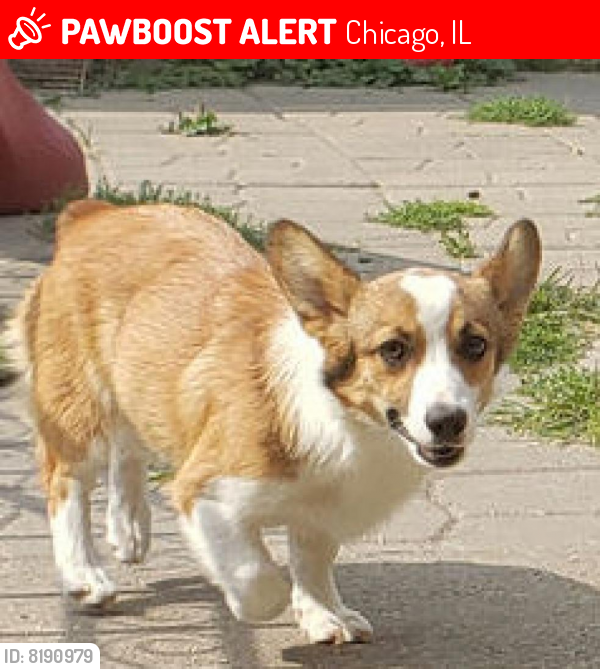 Lost Female Dog last seen Central Ave and Le Moyne St , Chicago, IL 60651