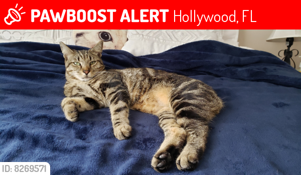Lost Male Cat last seen Walnut street at A1A, Hollywood, FL 33019