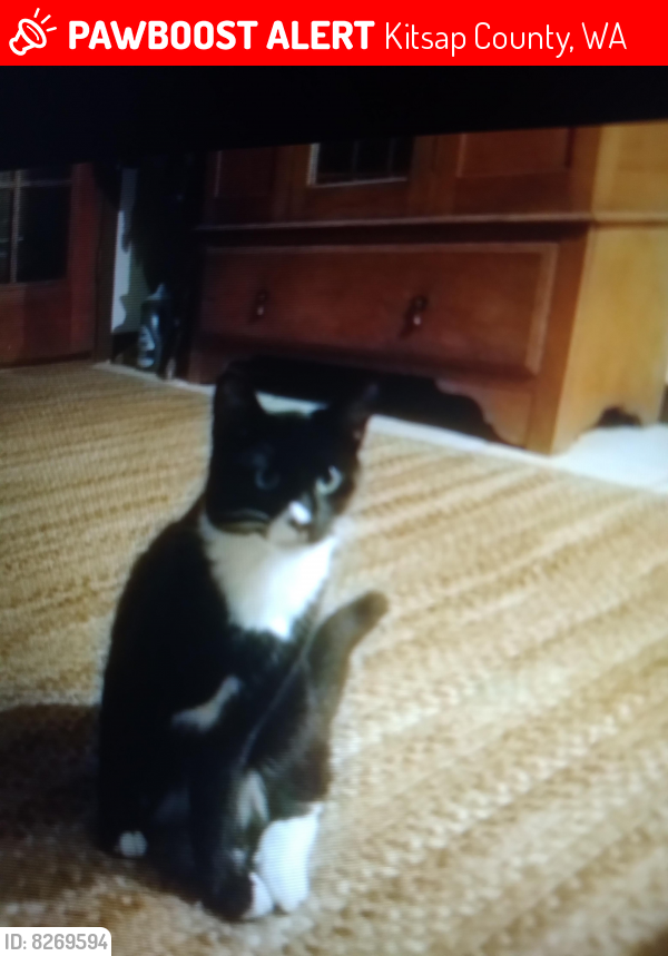 Lost Female Cat last seen Widme rd, Kitsap County, WA 98370
