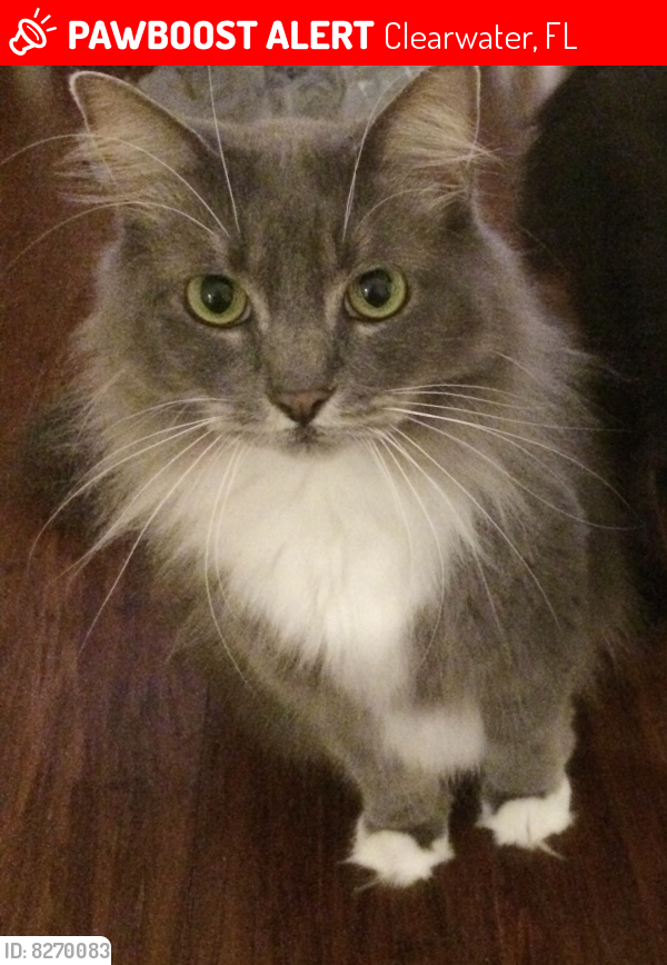 Lost Female Cat last seen Bellair Rd & S Frederica Ave, Clearwater, FL 33756