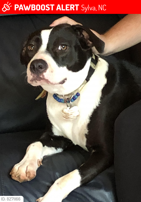 Sylva, NC Lost Female Dog, Belle Is Missing PawBoost