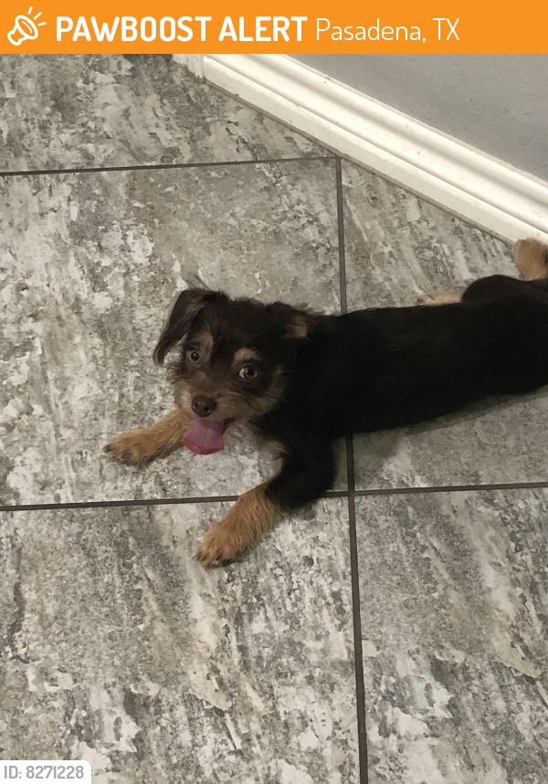 Pasadena, TX Stray Female Dog Found Near Strawberry st PawBoost