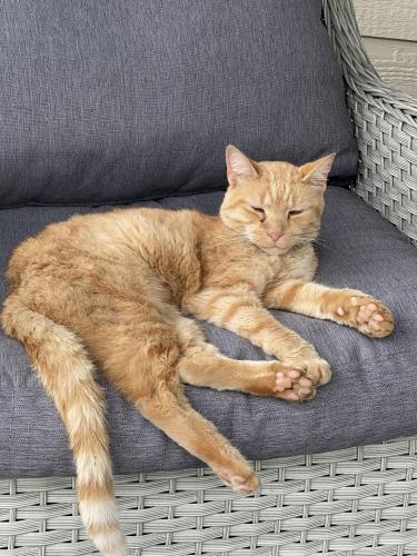 Lost Male Cat last seen Pfrimmers chapel, Franklin Township, IN 47122
