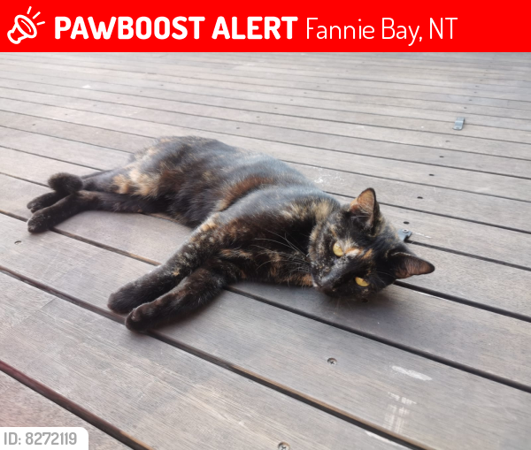 Lost Female Cat last seen Leichhardt crescent, Fannie Bay, NT 0820