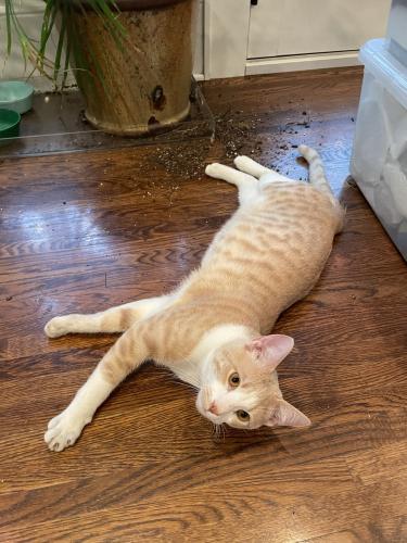 Lost Male Cat last seen Fremont and 35th, Minneapolis, MN 55408