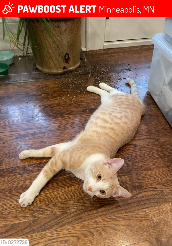 Lost Male Cat last seen Fremont and 35th, Minneapolis, MN 55408