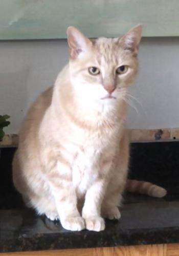 Lost Male Cat last seen Twin Oaks Drive and MacGregor Ridge Road, Stafford, VA 22554
