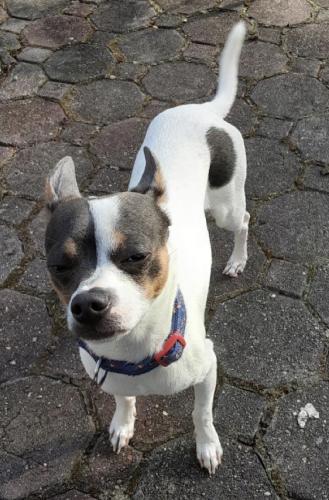 Lost Male Dog last seen Riverdale Road and Martins Terrace , Prince George's County, MD 20737