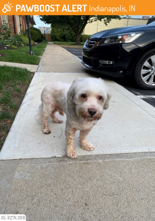 Found/Stray Male Dog last seen Canterbury Square S / 86th Street, Indianapolis, IN 46260