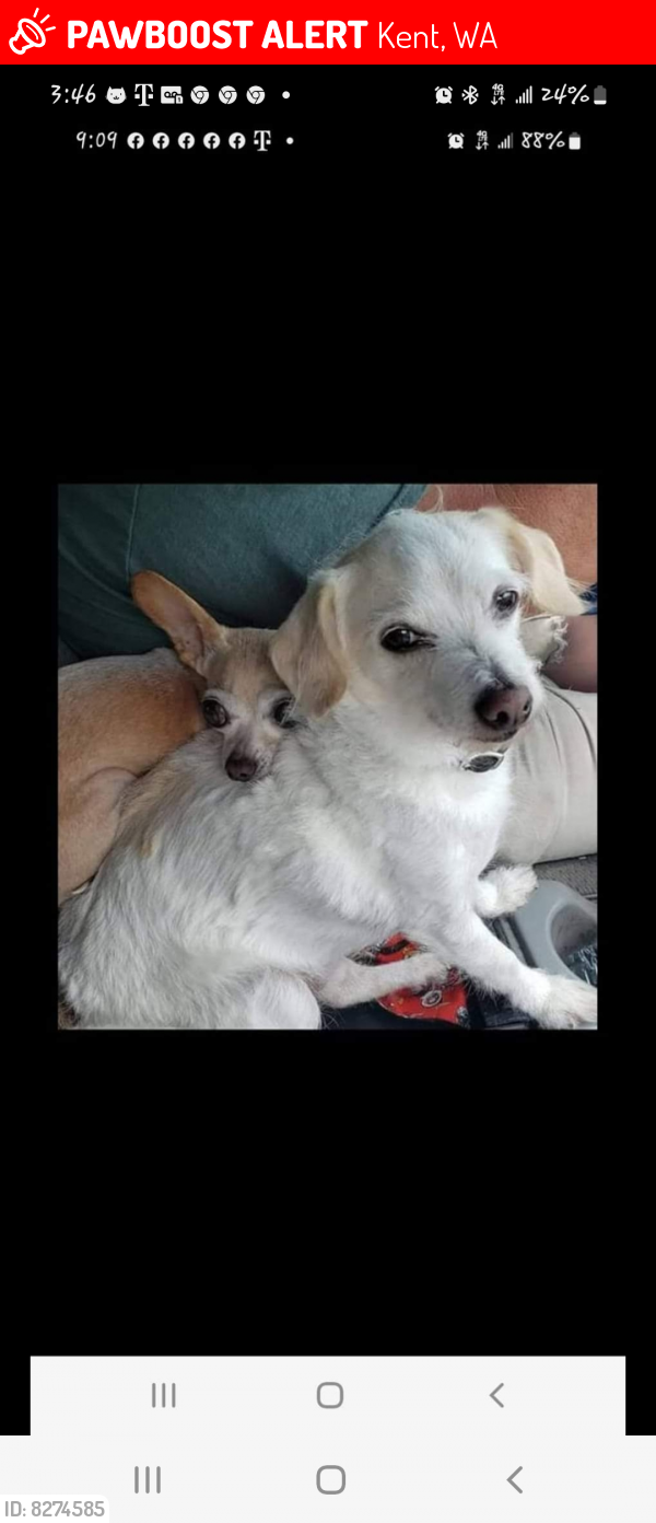 Lost Male Dog in Kent, WA 98032 Named Heineken (ID: 8274585) | PawBoost