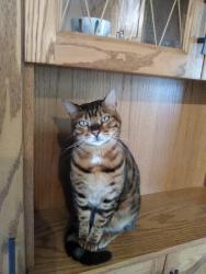 Lost Female Cat last seen Sorrel Rd / Beckworth Dr, London, ON N5V 2N4