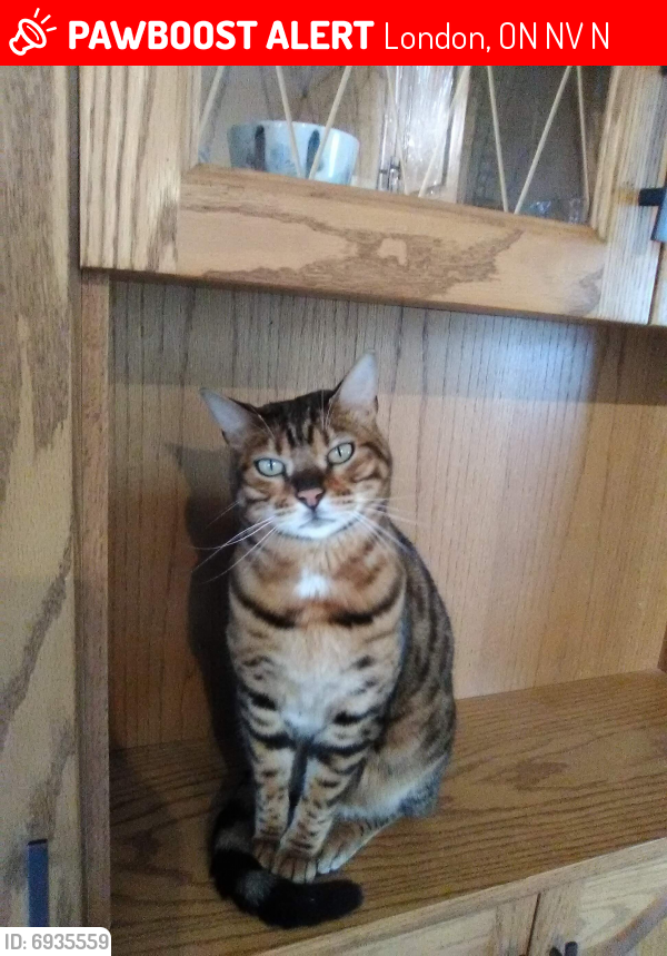 Lost Female Cat last seen Sorrel Rd / Beckworth Dr, London, ON N5V 2N4