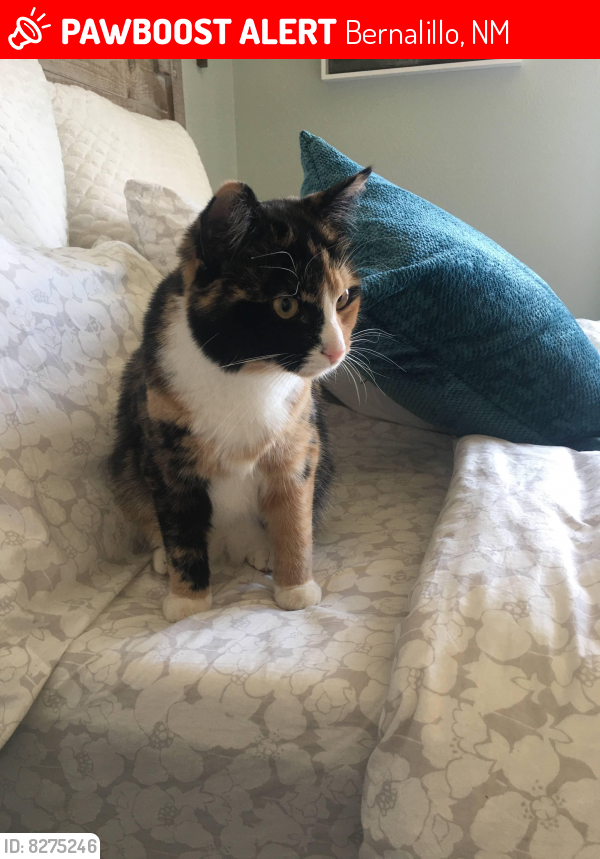 Lost Female Cat last seen Cristanos Dr and San Marcos Dr, Bernalillo, NM 87004
