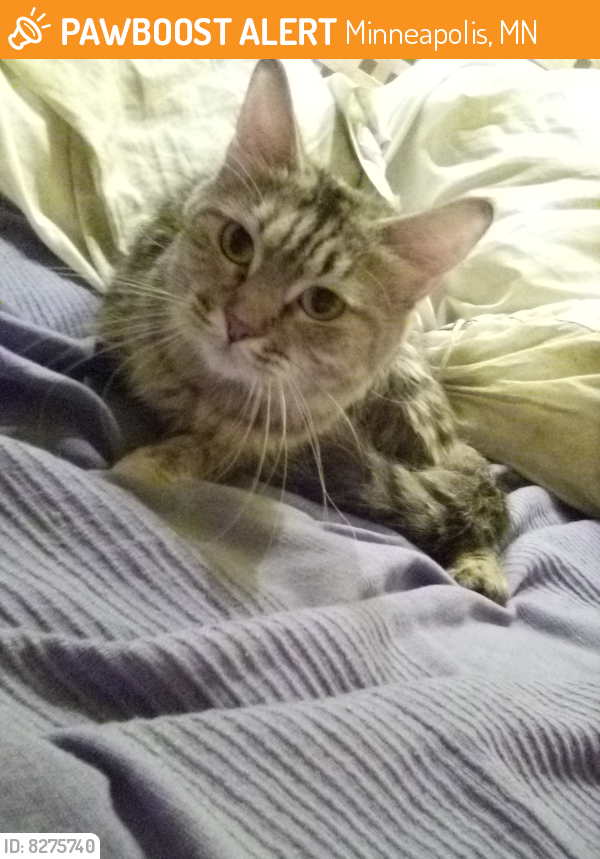 Rehomed Female Cat in Minneapolis, MN 55403 (ID: 8275740) | PawBoost