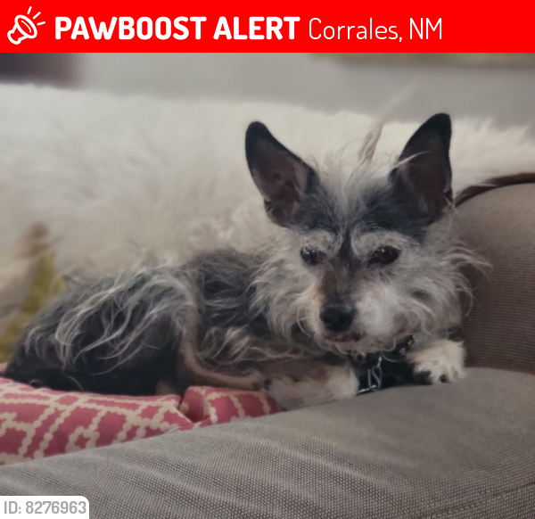 Lost Male Dog last seen San Ysidro church, Corrales road, Corrales, NM 87048