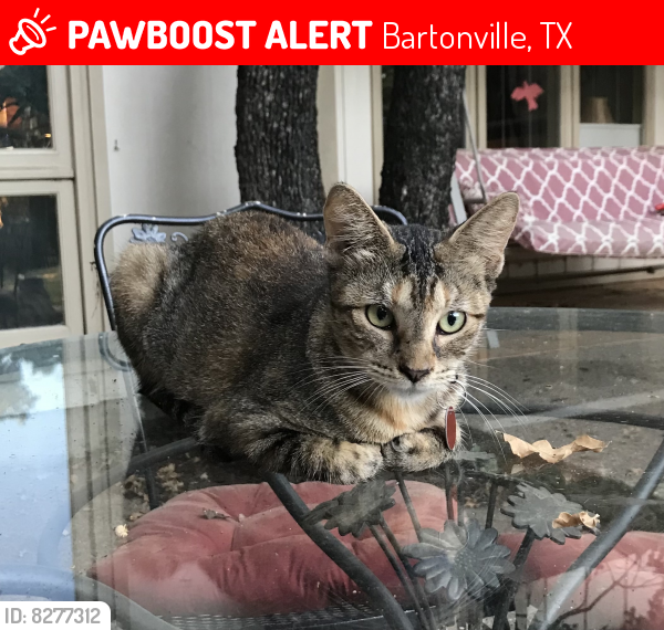 Lost Female Cat in Bartonville, TX 76226 Named Kat (ID 8277312) PawBoost