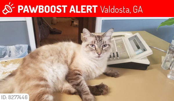 Lost Male Cat last seen Briarwood Road & Westside, Valdosta, GA 31601