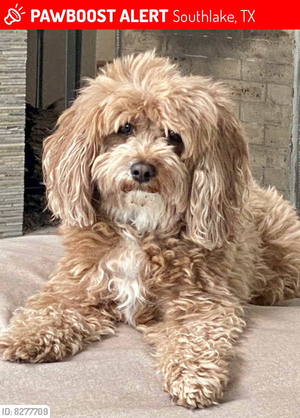 Lost Male Dog in Southlake, TX 76092 Named Oliver (ID 8277709) PawBoost