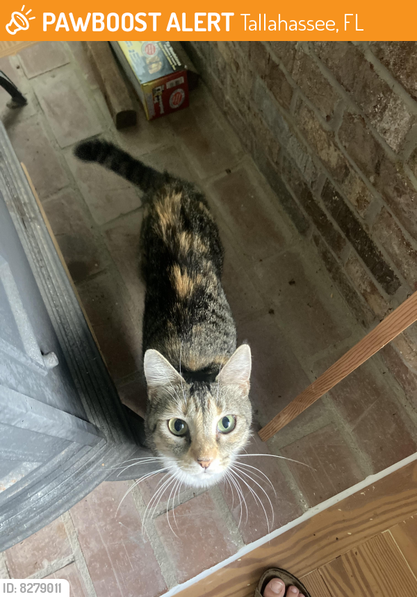 Tallahassee, FL Stray Female Cat Found Near Lunken Lane, Tallahassee FL