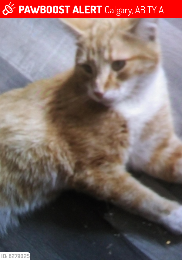 Lost Male Cat last seen 44stne, Calgary, AB T1Y 6A9